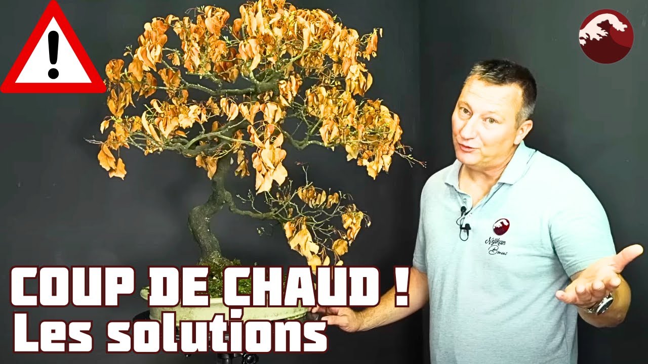 Comment Sauver son Bonsai d'un Coup de Chaud ? 🌱 NEJIKAN BONSAI 🌱