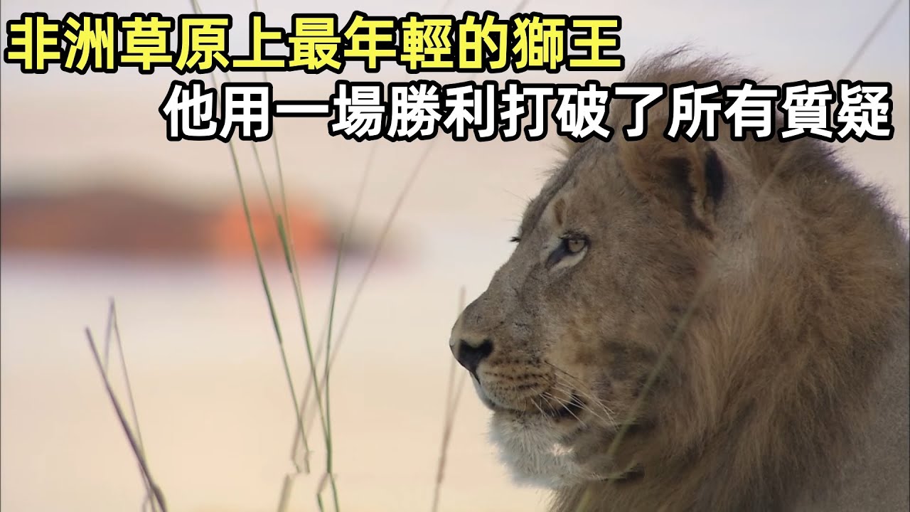非洲草原上最年輕的獅王，他用一場勝利，打破了所有質疑#獅子#野生動物零距離#非洲大草原#鱷魚#鬣狗