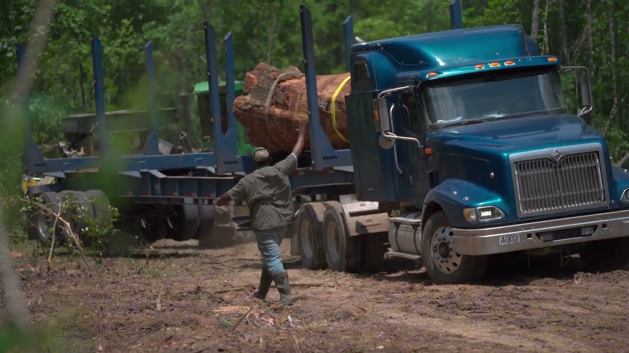 Mississippi Logging: лесоруб покупает отличную древесину