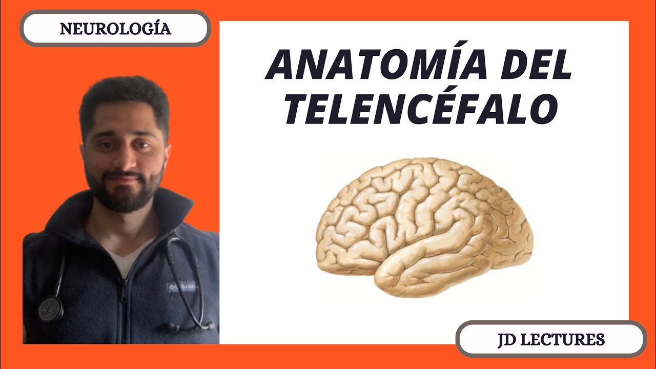 ANATOMÍA DEL CEREBRO | TELENCÉFALO | NEUROLOGÍA