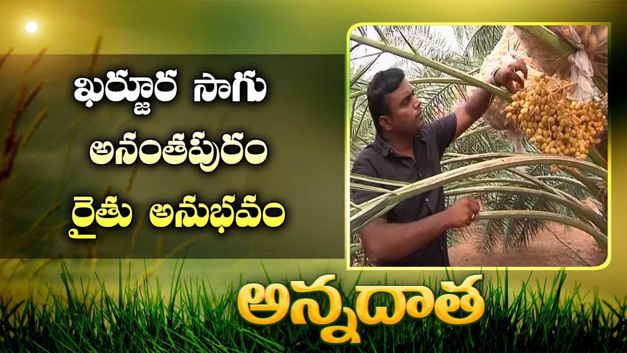 Profitable Date Palm In Drylands | Anantapur Farmer Experience