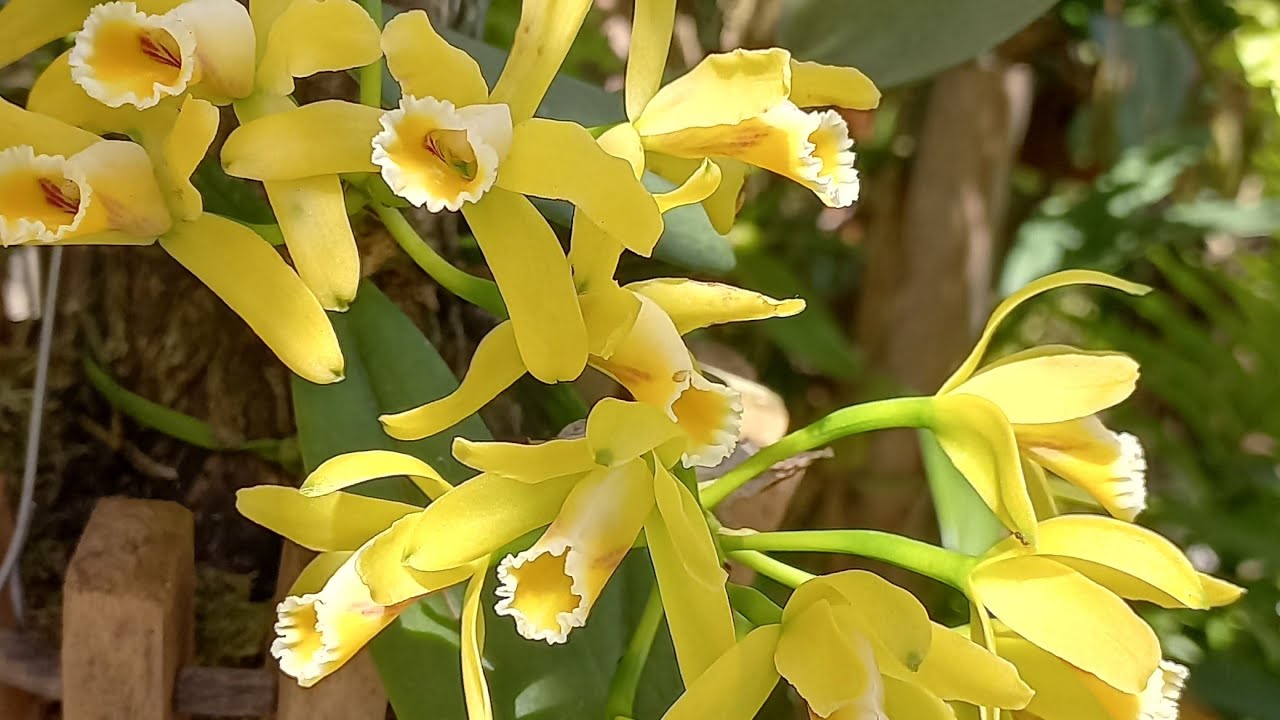 TOUR NO ORQUIDÁRIO, RESULTADO E A ORQUÍDEA QUE TODOS QUEREM TER🌺