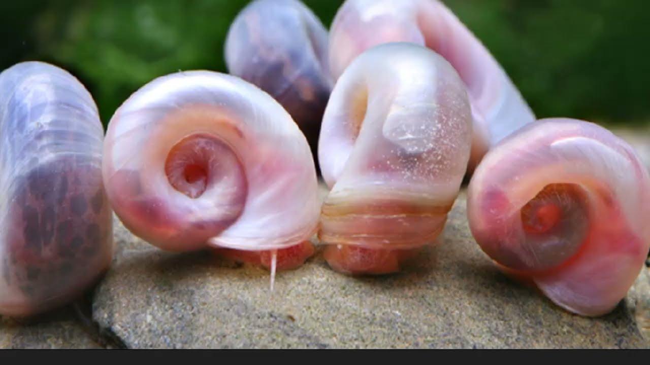 Top 5 invertebrados para iniciantes 