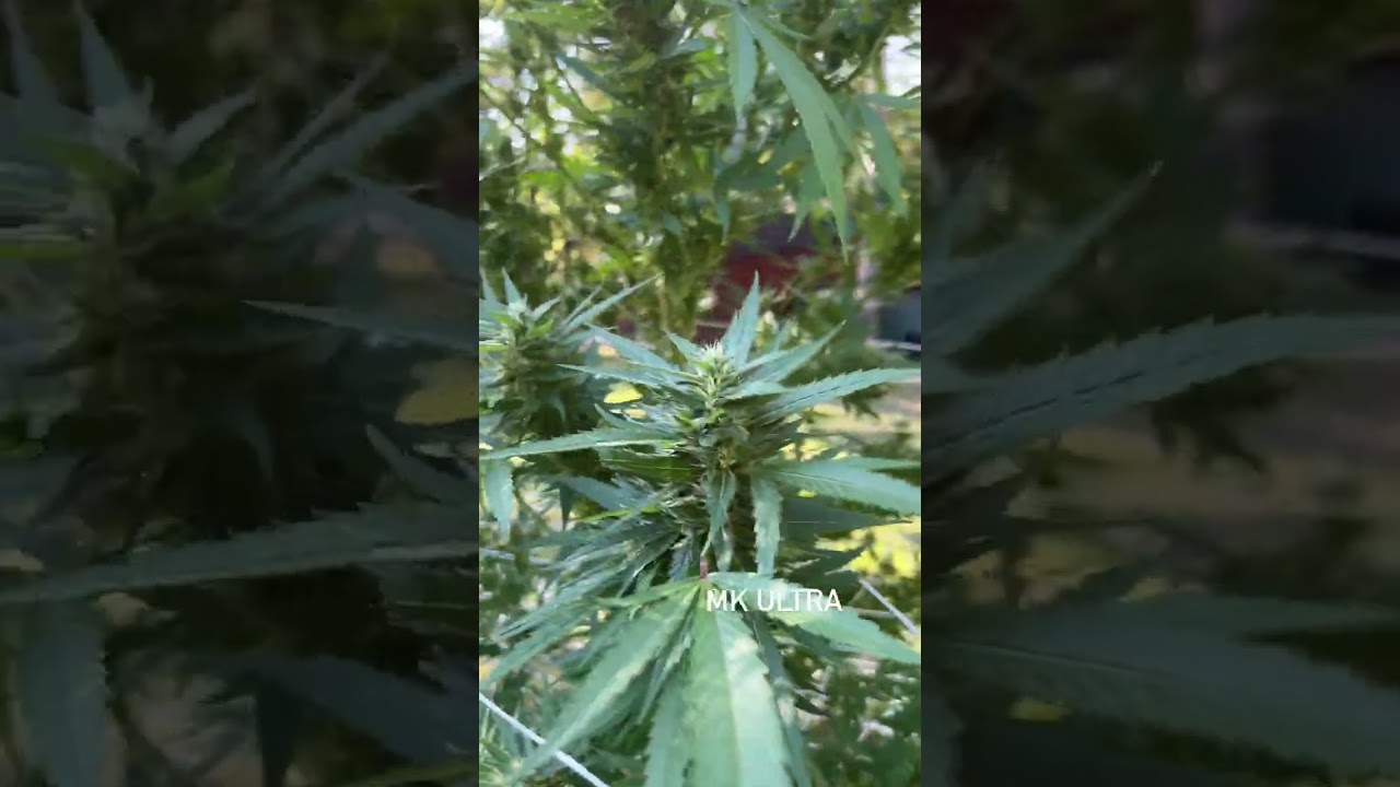 2025 outdoor cannabis grow update #growupdate #garden