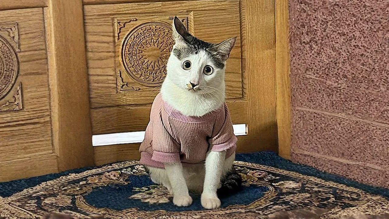When Cats Get Weird 😹