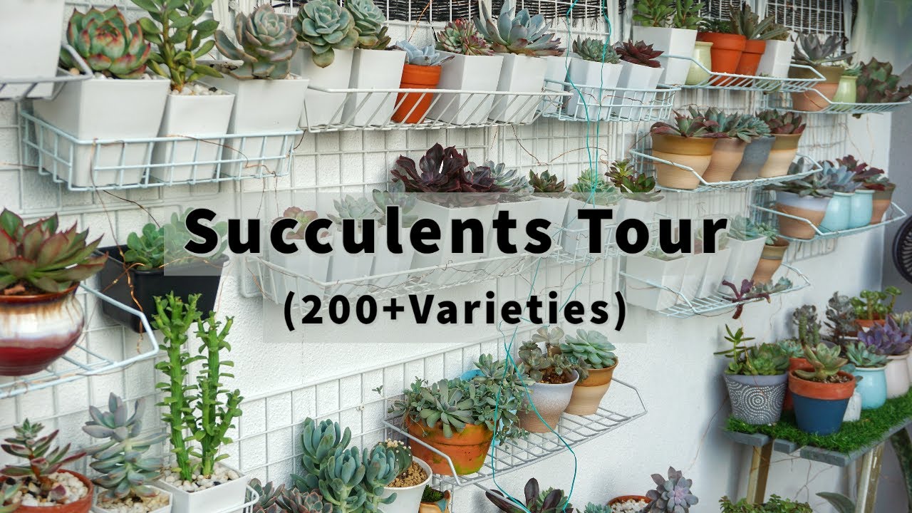 200+ Succulents Tour (In a Hot and Humid Climate: Malaysia)