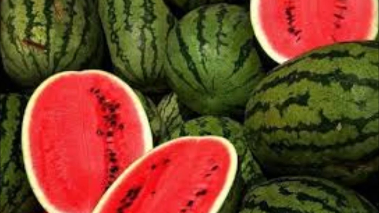 Watermelon Man - Live & Uncensored - Buddhist Bassoon Quartet