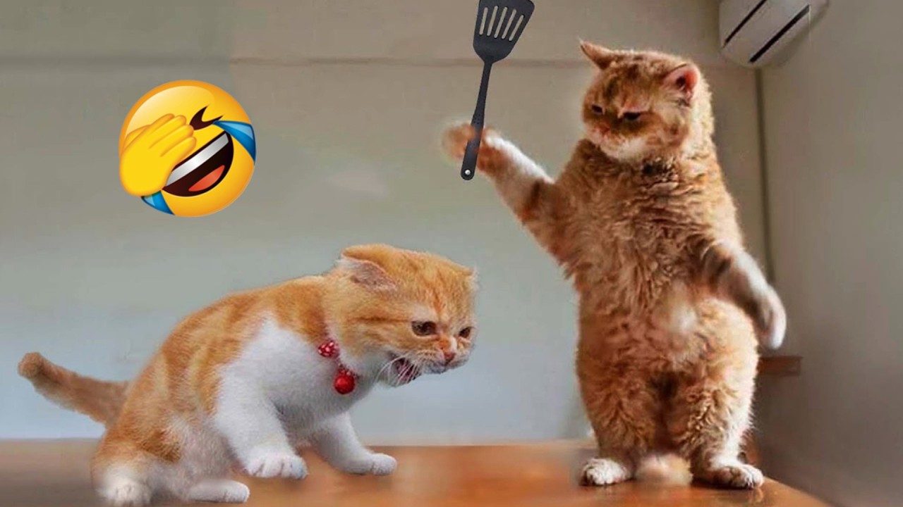 Постарайся не засмеяться 😅 Новые смешные кошки и собаки 2026 😹🐶 Часть 8