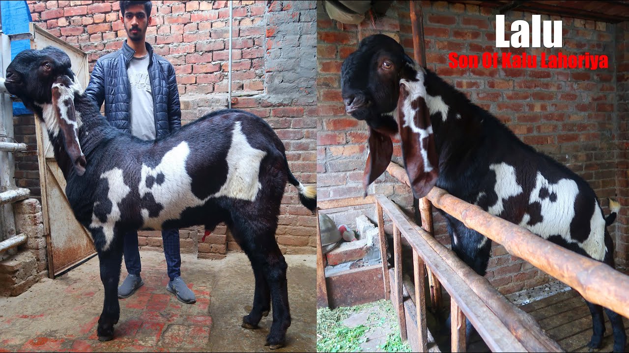 Lalu Son Of Famous Breeder Kalu Lahoriya With 51 Inches Height Lahore 2023