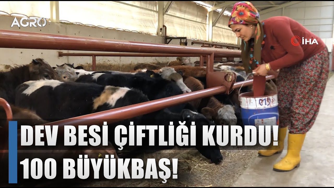 Kadın Çiftçi 700 Bin TL Hibeyle Dev Besi Çiftliği Kurdu! 20 İnekten 100 İneğe / AGRO TV HABER