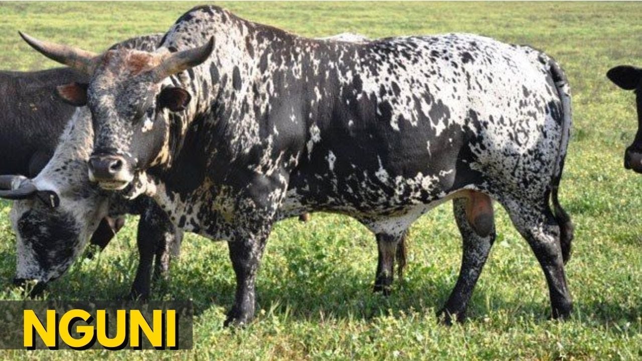 RAÇA NGUNI - A mais resistente da África?