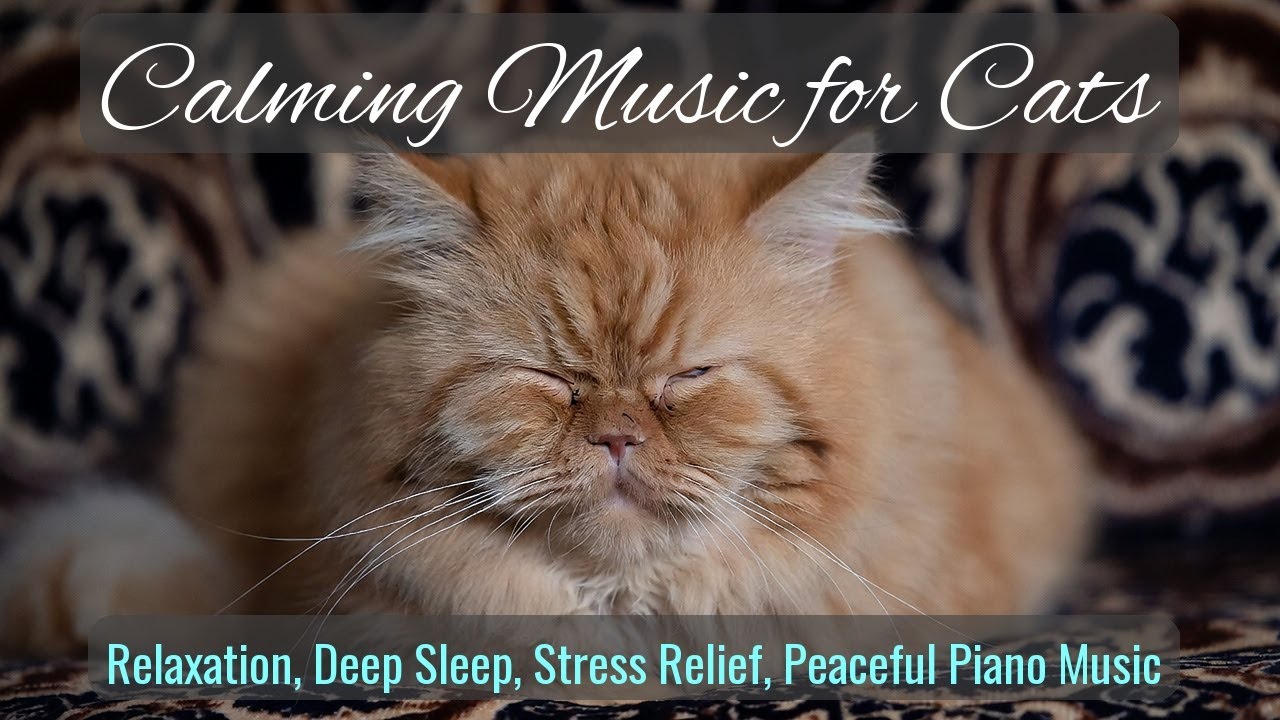 LIVE Sleeping Cat on Yellow Sofa for Cozy Relaxing Mood 🛋️ | Season 50