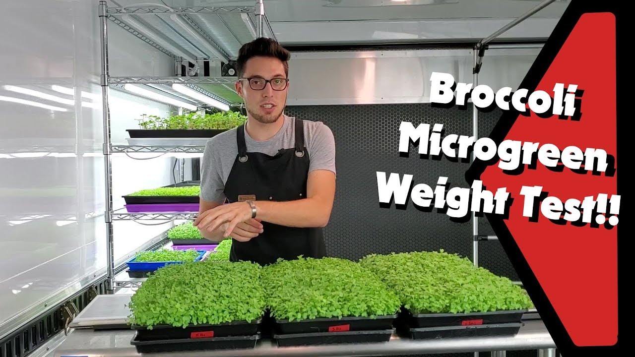 Does Weight Affect Microgreen Germination? | 3 Weight Levels on Broccoli