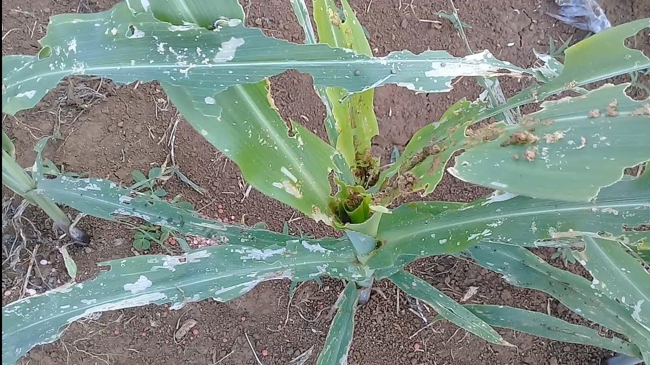 Ini Obat Ampuh Untuk Membasmi Ulat Dan Jamur Pada Jagung Kecil
