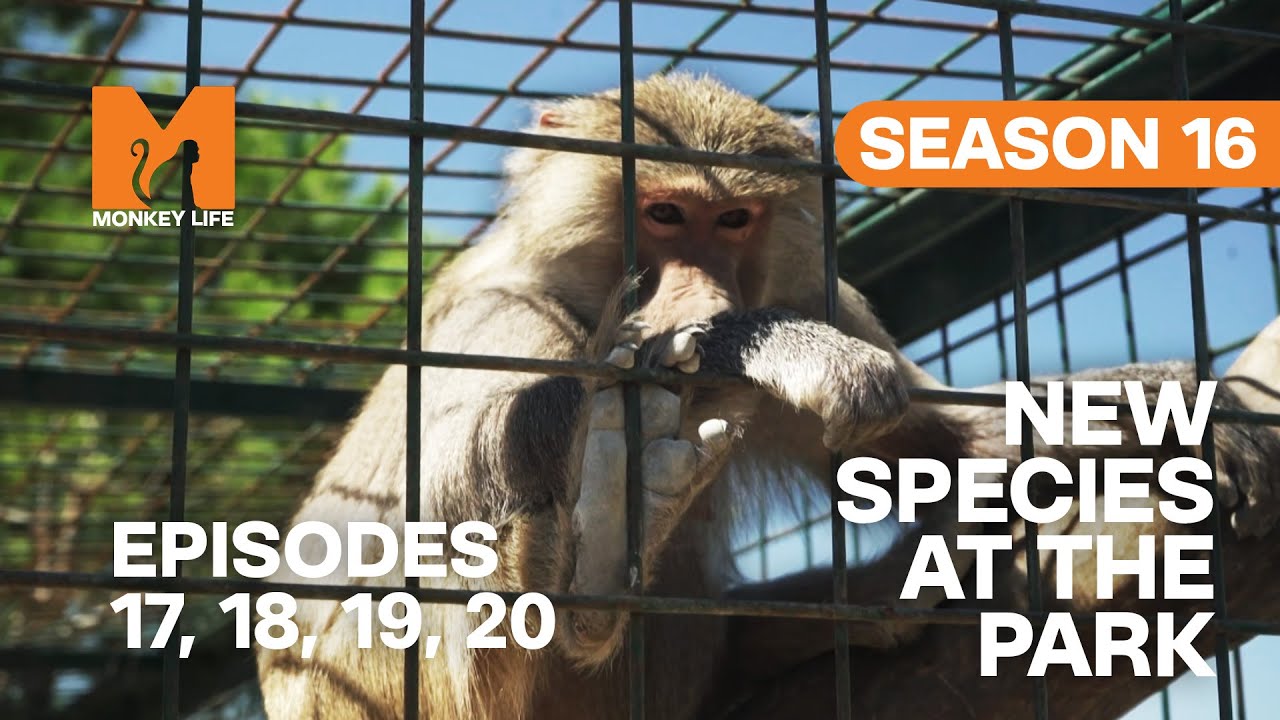 New Species At The Park in Monkey Life | S16 E17, 18, 19 & 20 | Full Episodes