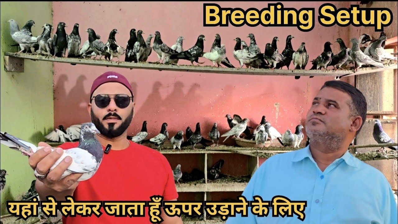 Pigeons Breeding Setup | Jode Wale Kabootar | Yusuf Bhai Jhunjhunu | Pigeon Loft | Tonk Pigeon Club