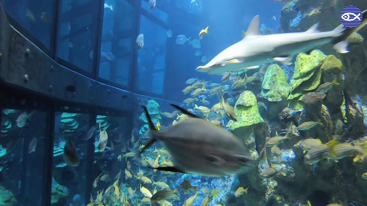 Virtual Visit: Inside the Giant Ocean Tank!