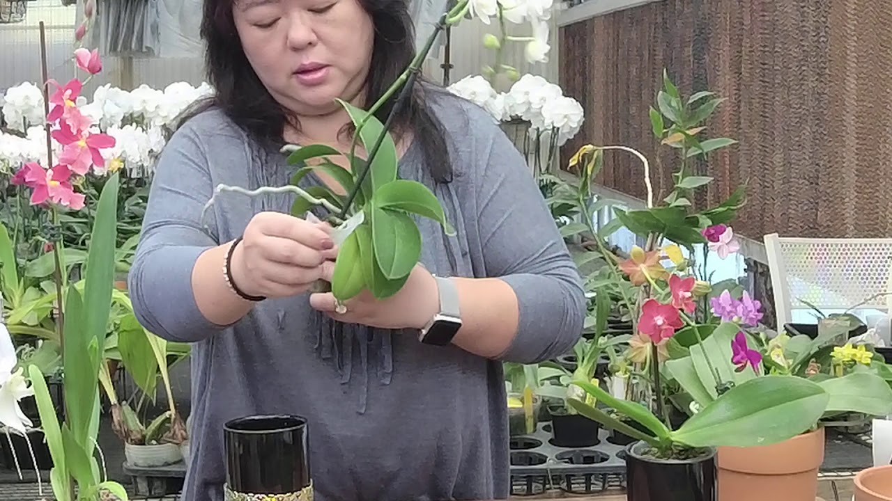 Norman Fang Live! - Episode 32 Focus on Botanical Orchids