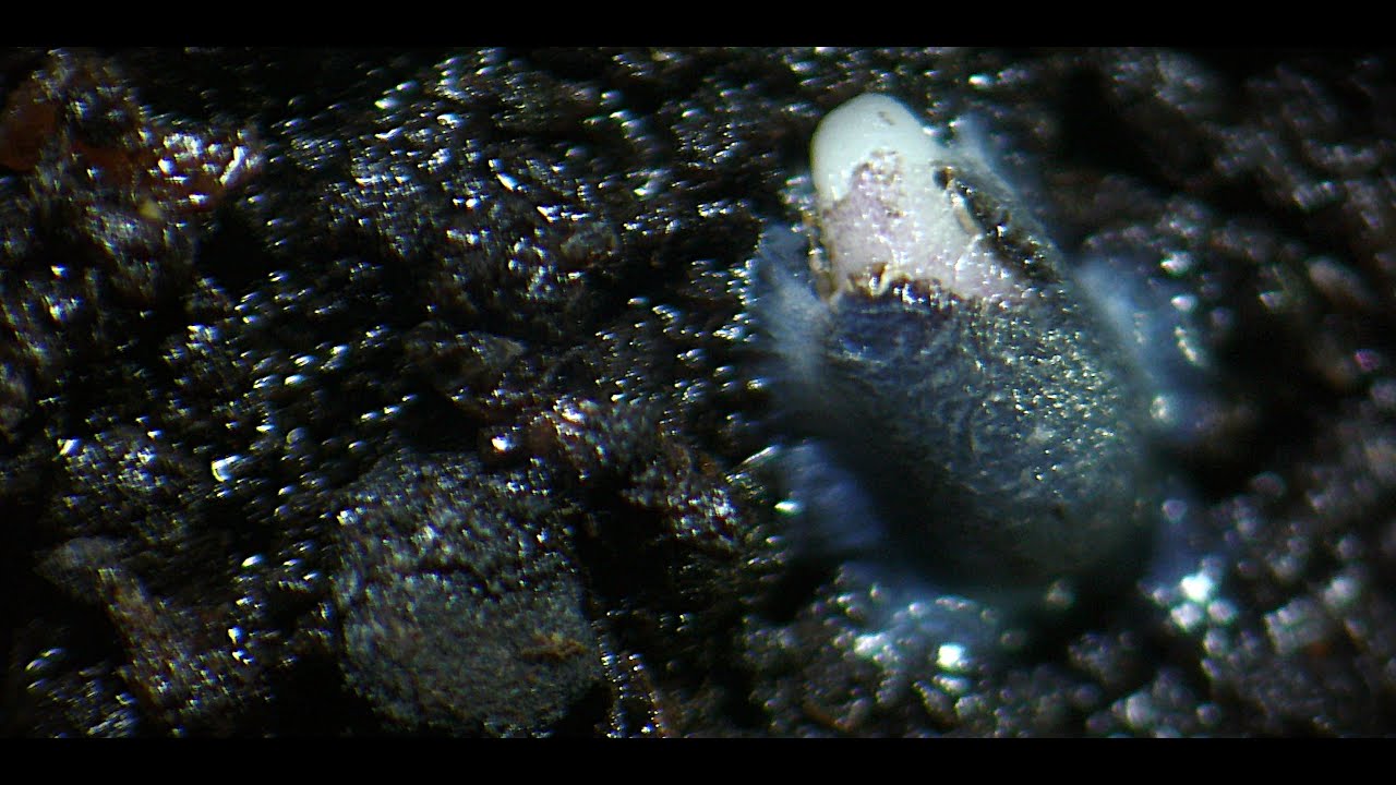 Holy Basil (Tulsi) seed germination time lapse