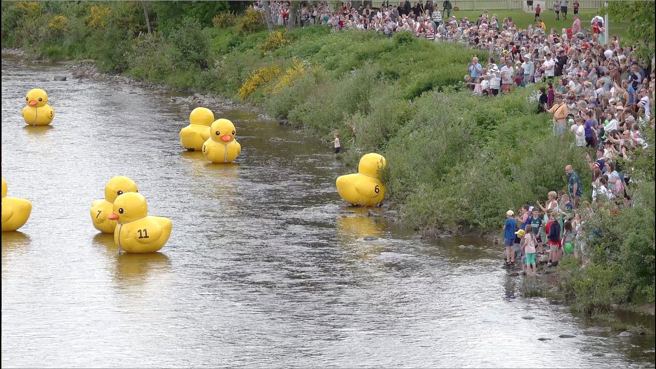 2024 Ballater Duck race with giant inflatable ducks along the river Dee in Deeside, Scotland