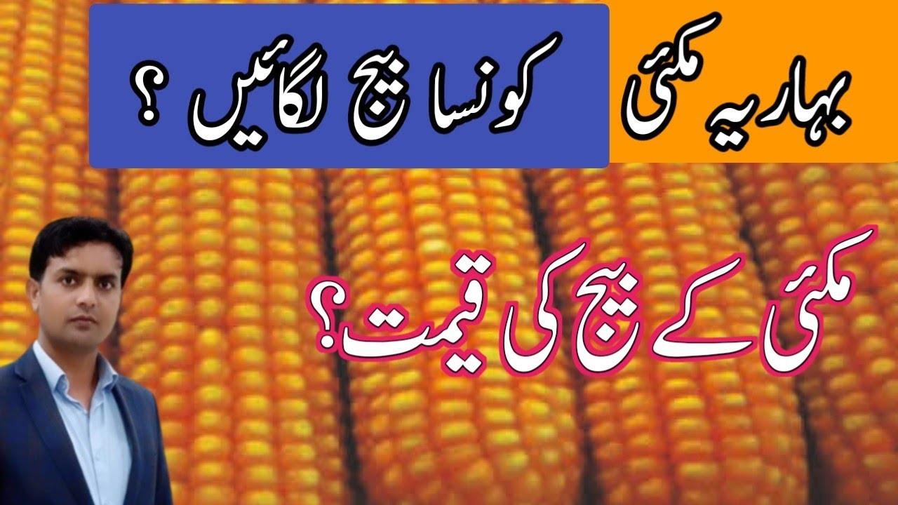 Best seeds for spring maize 2024 | Plant Clinics | Dr. Jamil Shafi