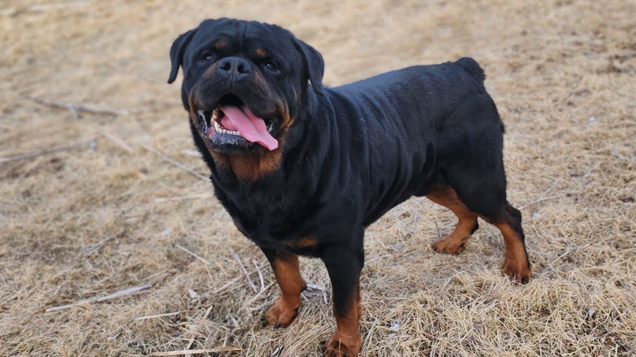 ROTTWEILER PUPPIES DIOR X ACE ENJOYING THERE NEW TOY 