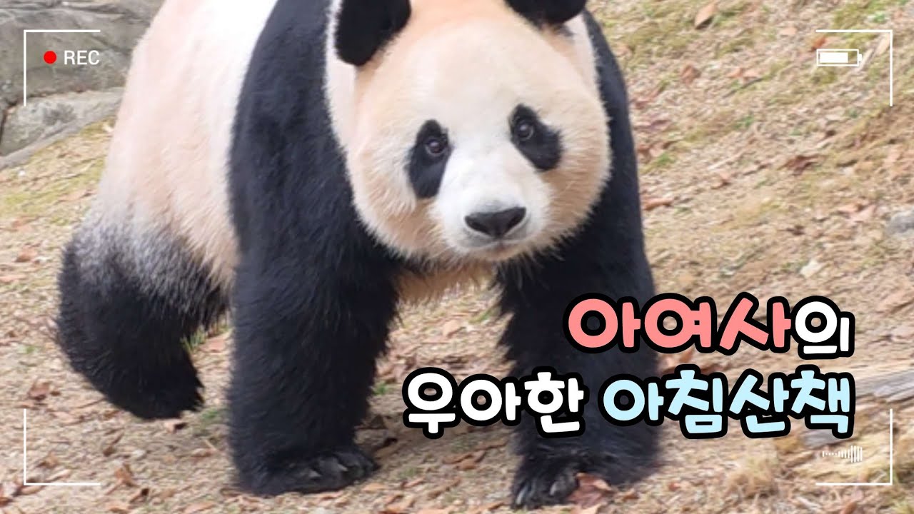 👉🏻우아한 아여사의 우아한 아침산책