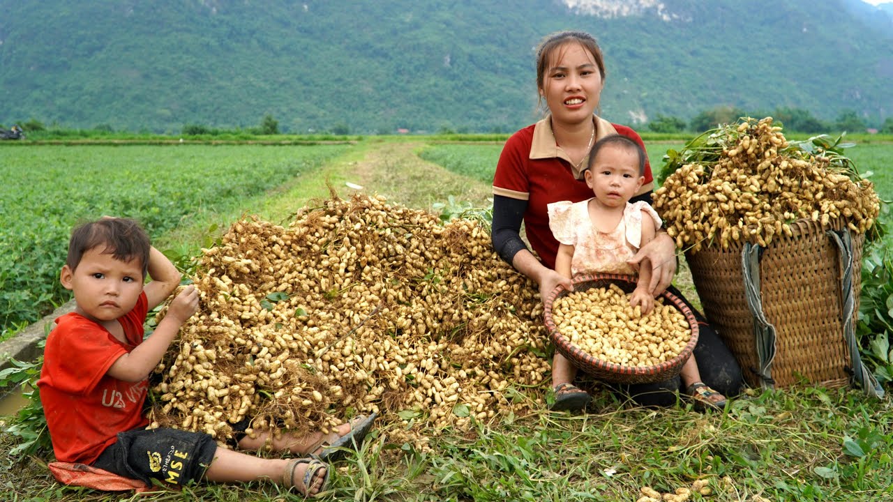 harvest peanuts to sell at the market - take the boy home - the boy's father was drunk all day