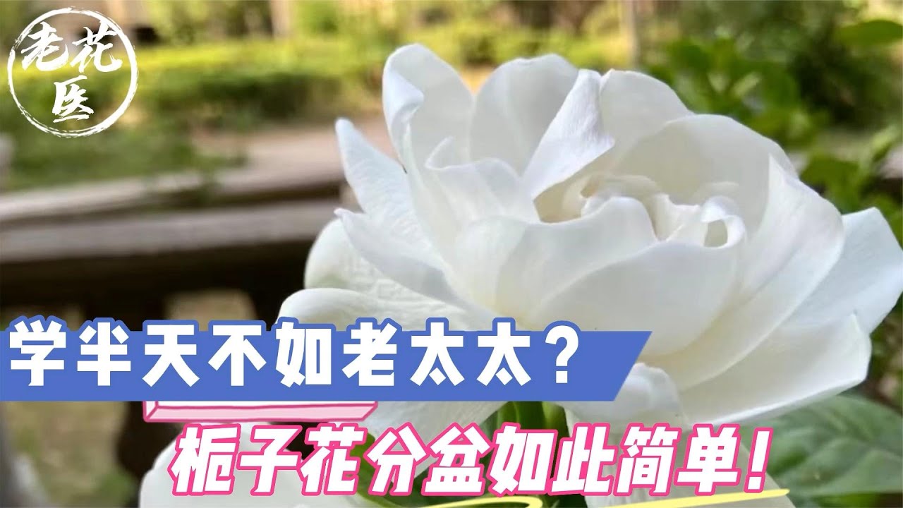 学半天不如老太太？栀子花分盆如此简单！栀子花养护教学！