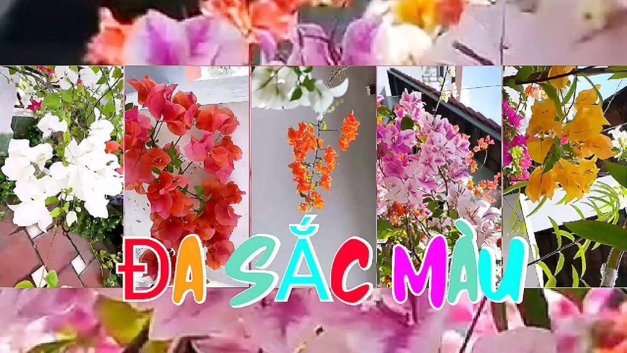 ALB THƯ GIÃN| Khoe hộ nhà bạn thân Vườn Hoa Giấy Đa Sắc Màu rực rỡ trên sân thượng #video #trending