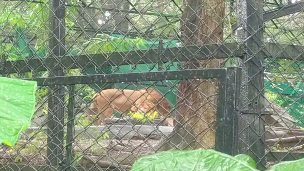 Bangalore Bannerughatta biological park bangaluru #park#zoo 
