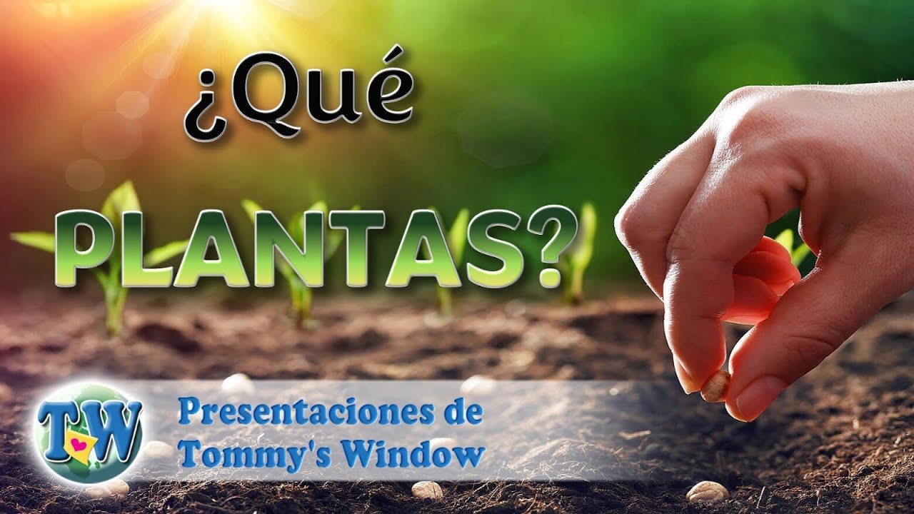 ¿Qué plantas? - Tommy's Window Español