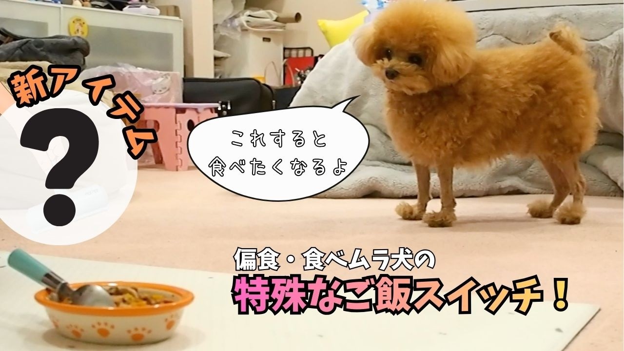 偏食犬・食べムラ犬必見！！！ちょっと特殊なとらまるの新ご飯スイッチ！