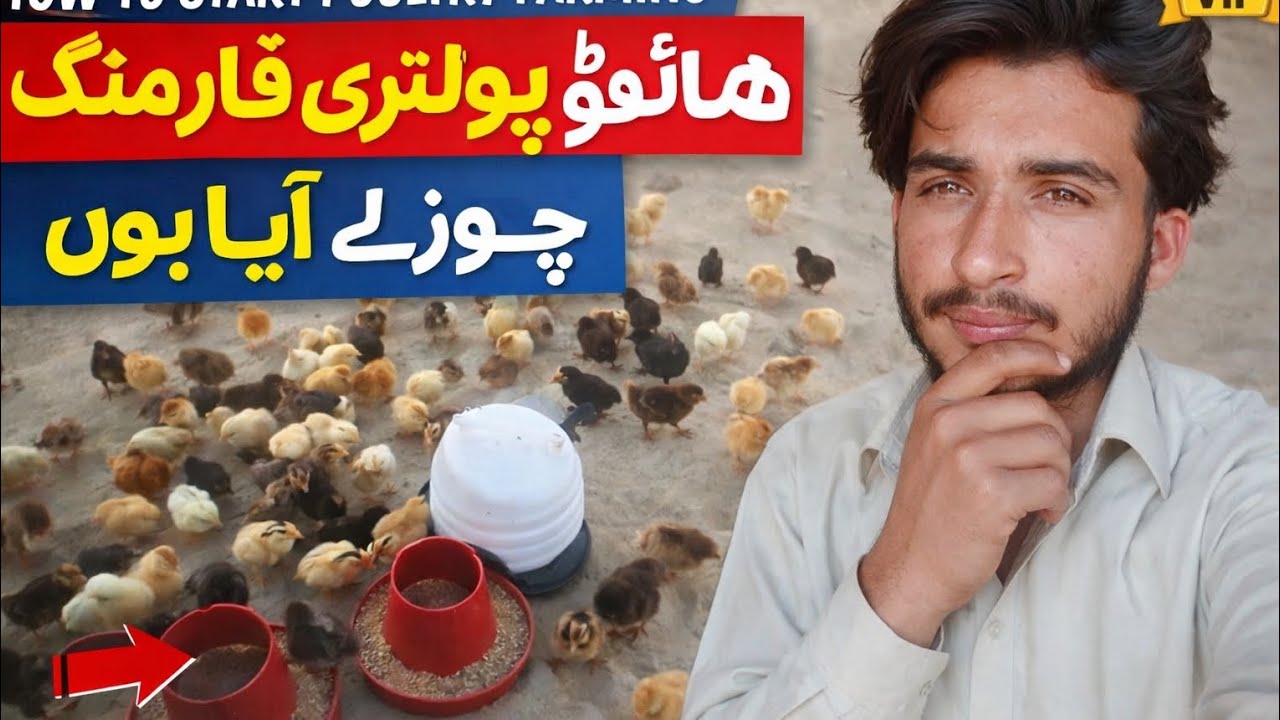 پولٹری فارم کا کام کیسے شروع کریں؟ | How To StaComplete Guide 2026)hostartbusiness