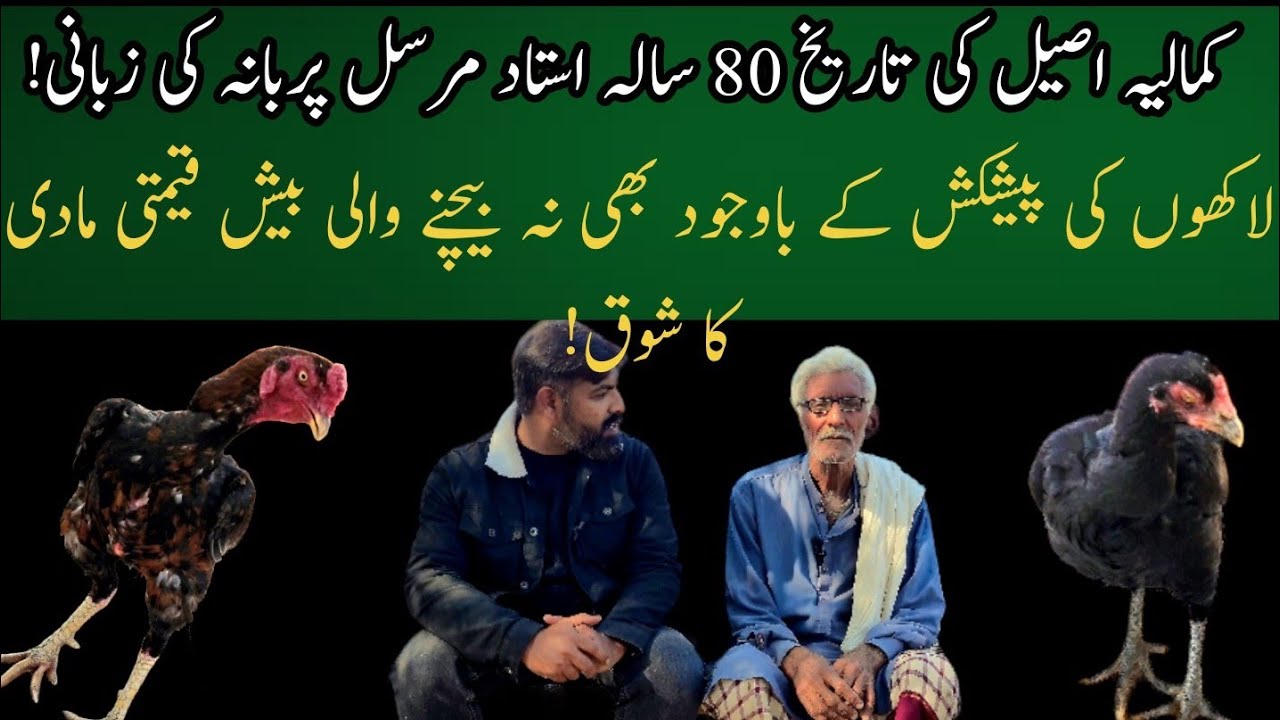 Exclusive Interview of Ustad Mursal Purbana from Kamalia | Aseel Breeding Tips | #aseel #aseelvlog