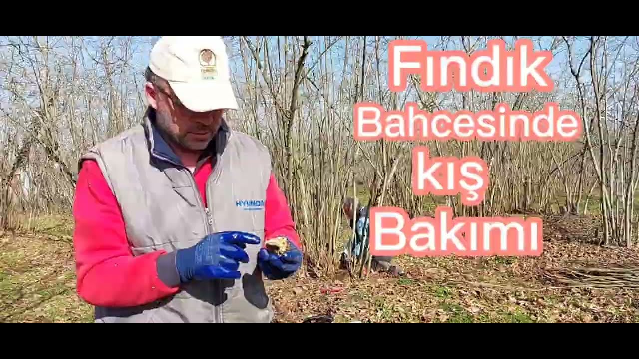 Fındık bahçesi kış bakımı