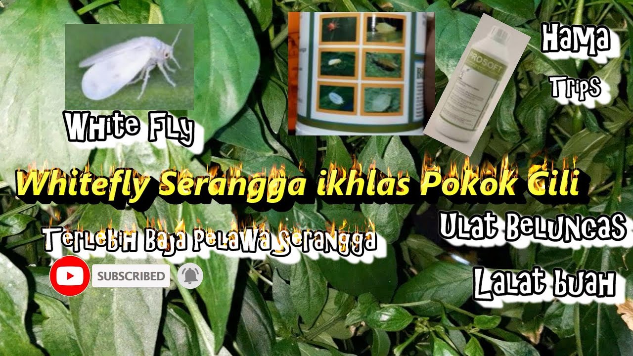 Whitefly Punca Rosak Pokok Cili, Afid, Hama, Trips, Lalat Buah, Vertical Tower, Novatec Premium