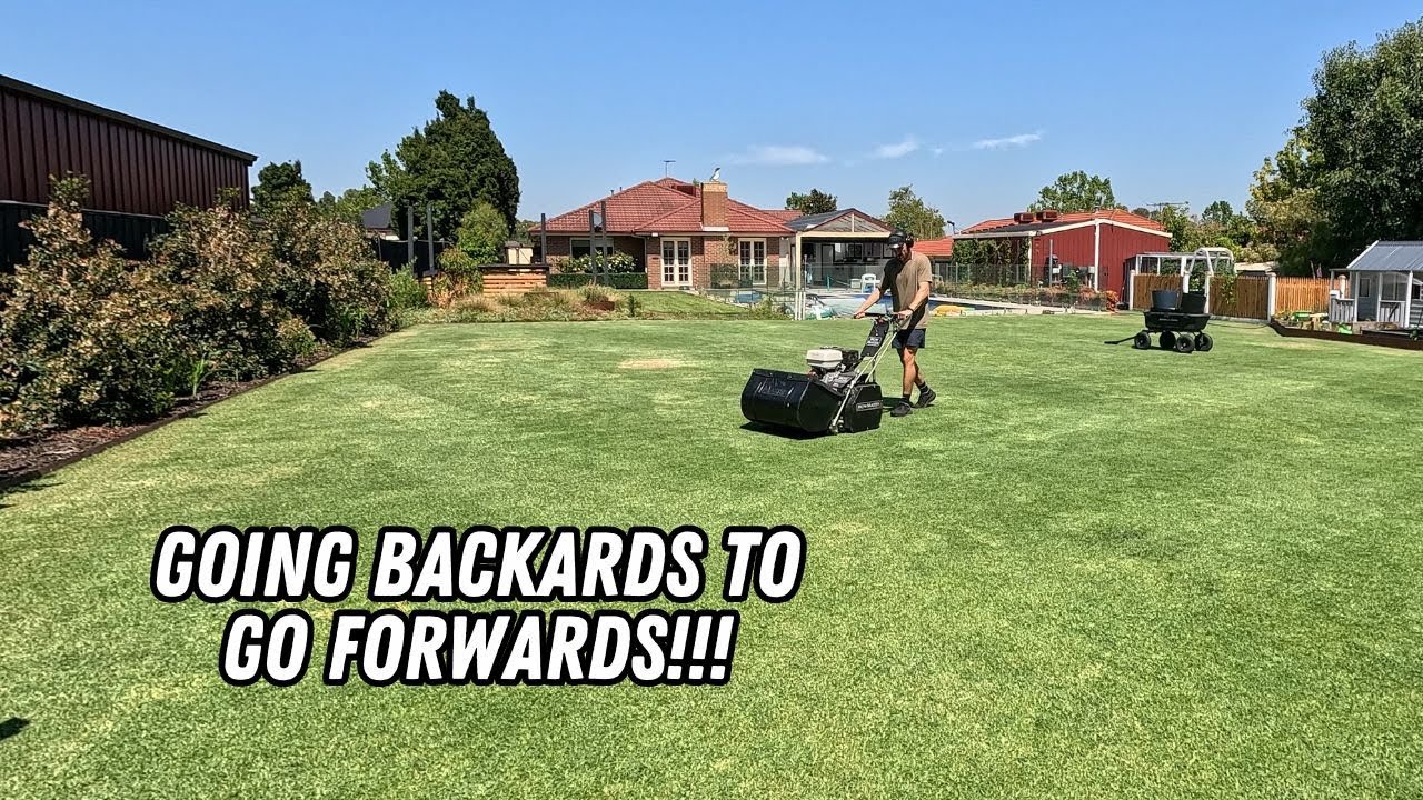 Mid season MINI lawn reno anyone??? // light scalp, scarify, fertilise