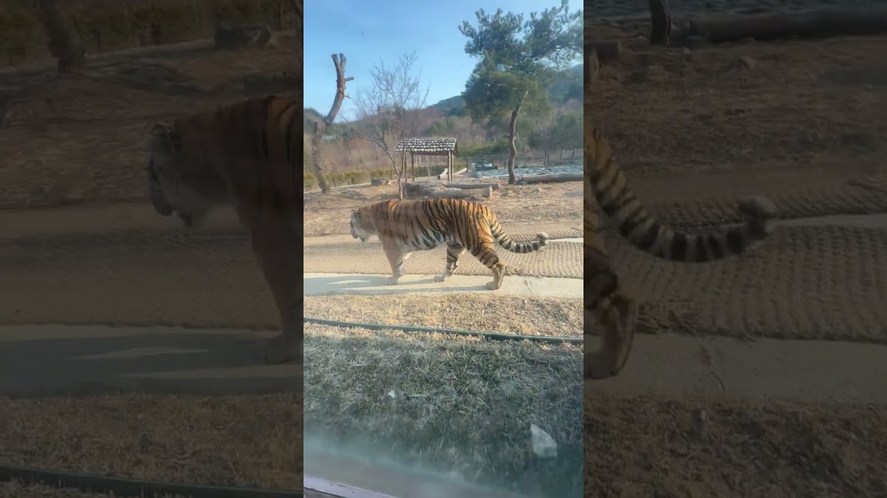태범이는방사장안에서걷고 나는 관람창위에서아래로 아래에서위로같이걷는중😍