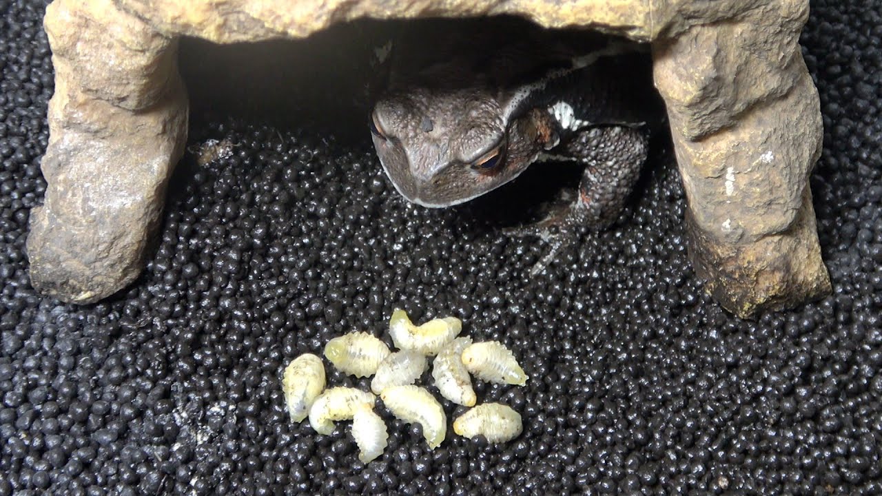 腹ペコのヒキガエルの目の前にスズメバチの赤ちゃんを落とすと...