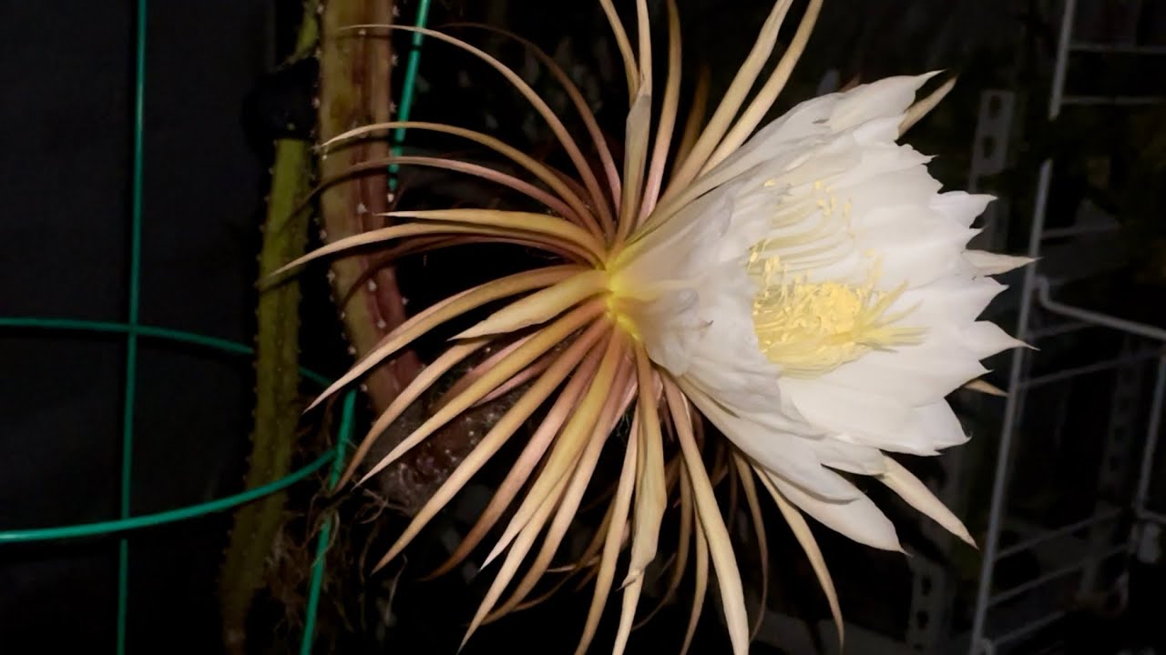 Queen for a night: Selenicereus grandiflorus aka the “Queen of the Night” Cactus in bloom May 2022