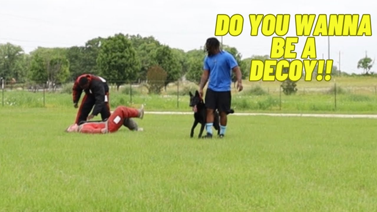 The Decoy Test!!! Do You Really Wanna Wear Bite Suit