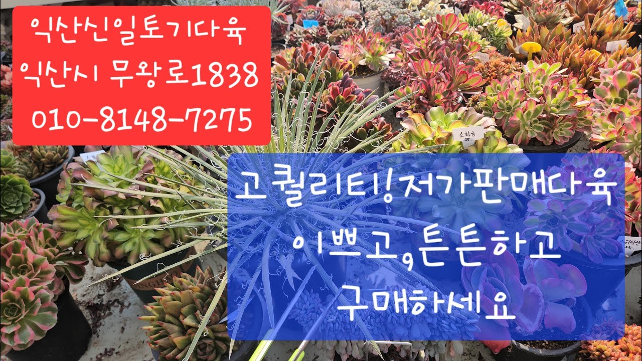 (익산신일토기다육)#다육판매#010-8148-7275#고퀄리티♡저가판매♡으쁘고♡튼튼하고♡구매하세요~