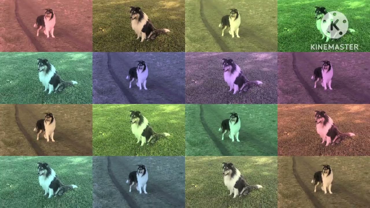 Seelenhunde gehen nie ganz. Mein Collie Prinz 