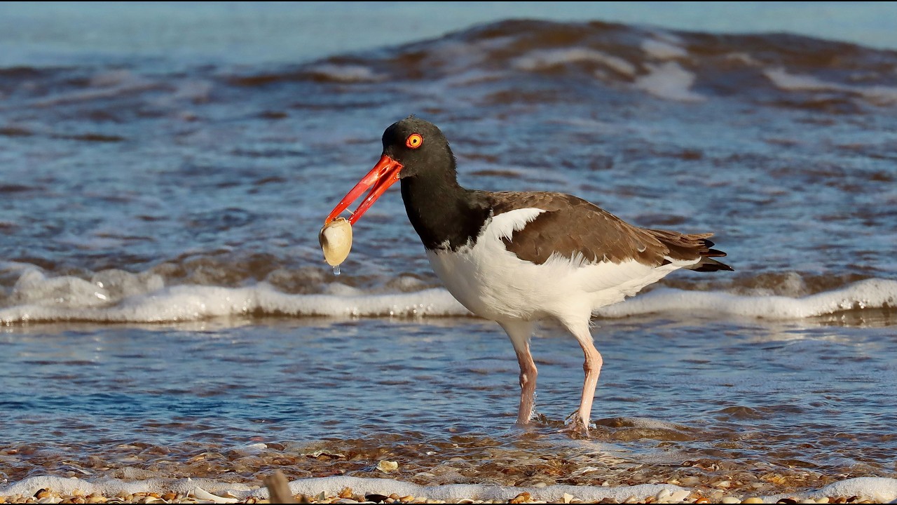 Birding New Jersey, USA 1 AMERICAN OYSTERCATCHERS, WARBLERS, SKIMMERS, GULLS, BALD EAGLE and MORE!