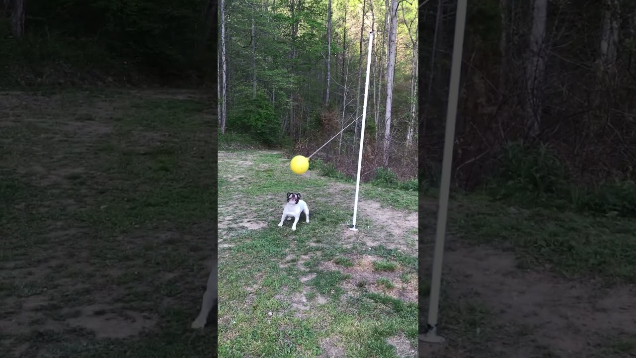 Zeus The Frenchie tether balling - Follow Country Sherry to see more from Z
