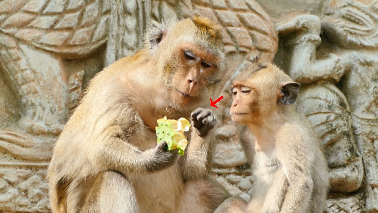 My God...Martin Is Watching With Hungriness At Malida Monkey Eating / If She Shares  It's Ok For Him