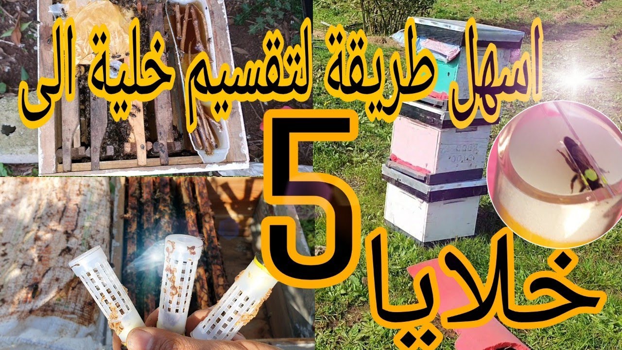 تقسيم خلية نحل الى خمس خلايا بالطريقة الطبيعية مع تعليم الملكات 2