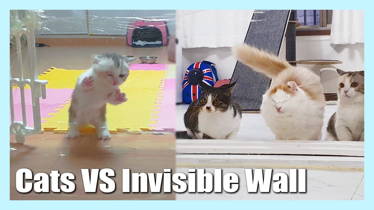 Cats VS Invisible Wall│Young and Old Xuni