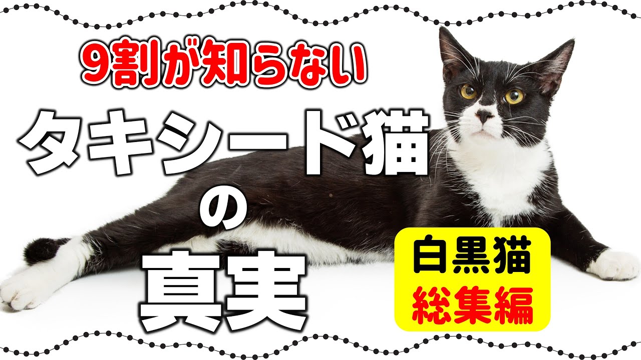 【白黒猫総集編】タキシード猫の驚きの真実15選｜黒白猫の柄の種類・性格や特徴